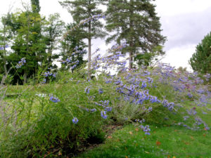 biodiversité jardin lavande